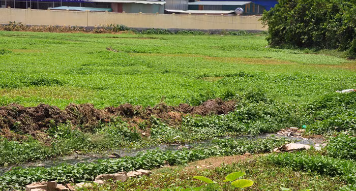 Dòng nước thải sinh hoạt ô nhiễm nghiêm trọng chảy dọc qua các luống rau muống và được dùng làm nước tưới.