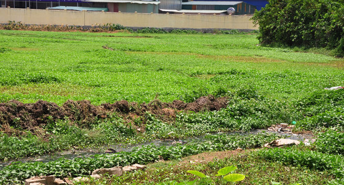 Dòng nước thải sinh hoạt ô nhiễm nghiêm trọng chảy dọc qua các luống rau muống và được dùng làm nước tưới. Dòng nước thải sinh hoạt ô nhiễm nghiêm trọng chảy dọc qua các luống rau muống và được dùng làm nước tưới.
