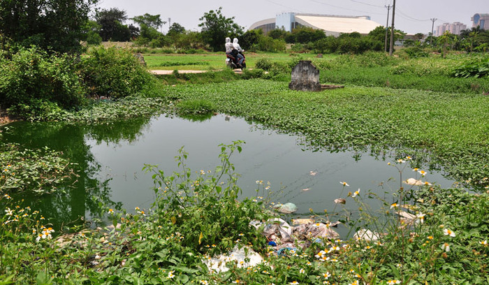 Tai nhiều vùng nước bí, rau muống cũng phát triển rất nhanh. Ảnh chụp tại khu Mỹ Đình. Tai nhiều vùng nước bí, rau muống cũng phát triển rất nhanh. Ảnh chụp tại khu Mỹ Đình.