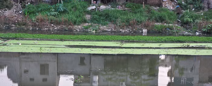 Rau muống được trồng ngay ở đoạn nước đen xì, rác trôi nổi bồng bềnh trên sông, mùi hôi thối nồng nặc khi đứng gần sông.