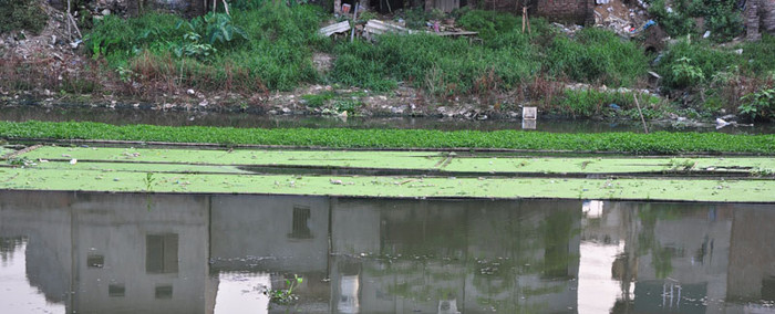 Rau muống được trồng ngay ở đoạn nước đen xì, rác trôi nổi bồng bềnh trên sông, mùi hôi thối nồng nặc khi đứng gần sông. Rau muống được trồng ngay ở đoạn nước đen xì, rác trôi nổi bồng bềnh trên sông, mùi hôi thối nồng nặc khi đứng gần sông.