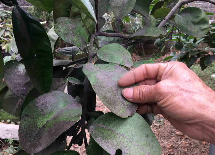 Lá cây, mái nhà khắp làng đều bị phủ một lớp bụi đen Lá cây, mái nhà khắp làng đều bị phủ một lớp bụi đen