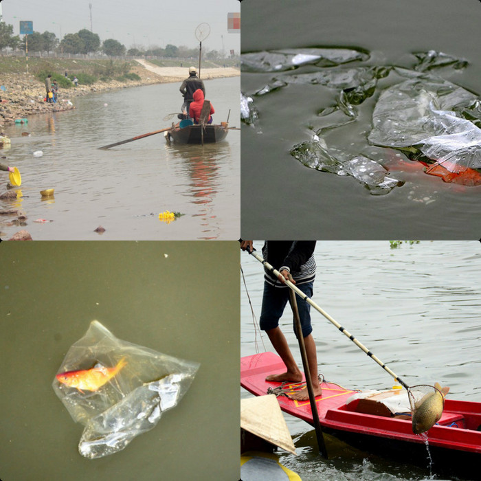 Cá chưa kịp đưa ông Táo về trời có thể bị chết trong túi ni - lông hoặc bị vợt ngay lên lập tức. (Ảnh tổng hợp từ vov, nghean). Cá chưa kịp đưa ông Táo về trời có thể bị chết trong túi ni - lông hoặc bị vợt ngay lên lập tức. (Ảnh tổng hợp từ vov, nghean).