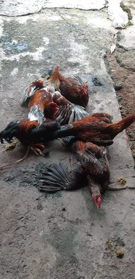 Thực phẩm tươi sống phục vụ sức khỏe thí sinh. Thực phẩm tươi sống phục vụ sức khỏe thí sinh.