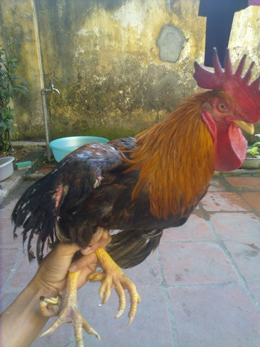 Gà chín cựa. Ảnh: Văn Phan