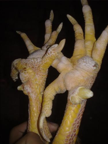 Cận cảnh 9 cựa của kỳ kê. Ảnh: Văn Phan