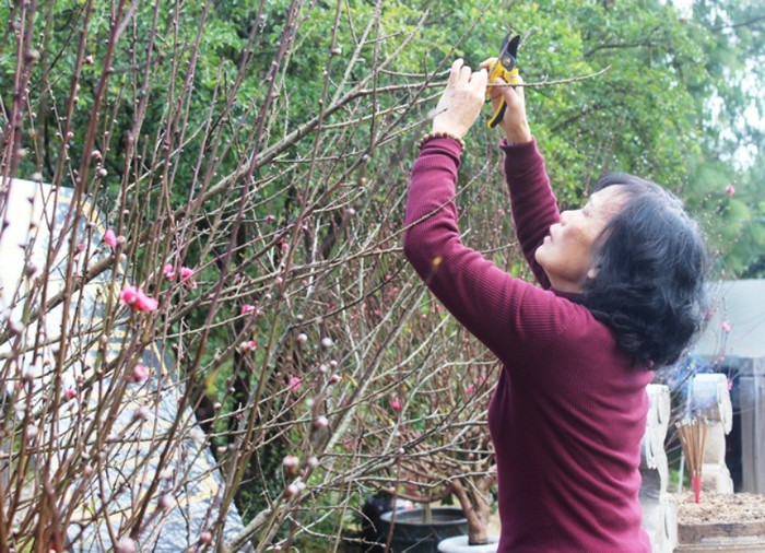 Đây là loài hoa mà Đại tướng thích nhất mỗi dịp Tết đến, Xuân về. Ảnh Thủy Phan
