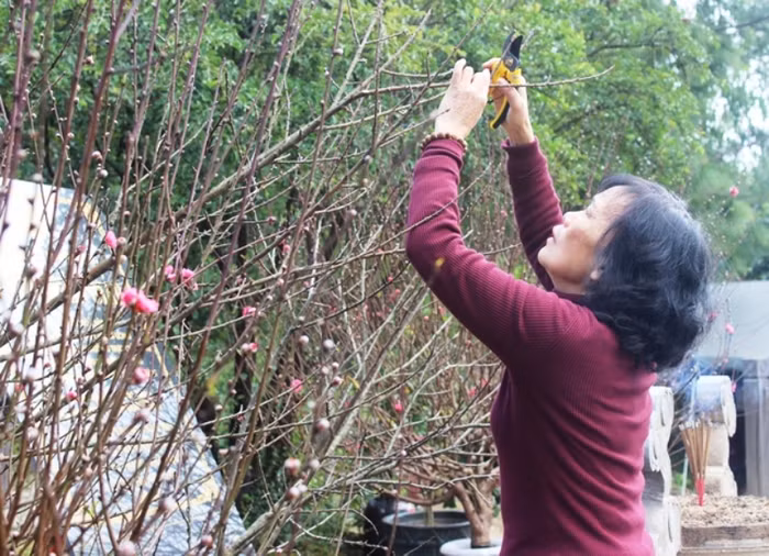 Đây là loài hoa mà Đại tướng thích nhất mỗi dịp Tết đến, Xuân về. Ảnh Thủy Phan