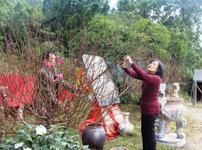 Tưới nước và cắt tỉa cành đào. Ảnh Thủy Phan