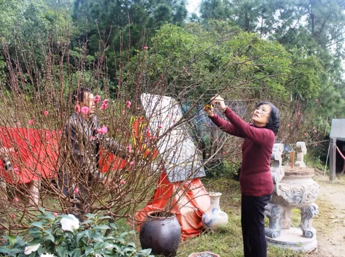 Tưới nước và cắt tỉa cành đào. Ảnh Thủy Phan