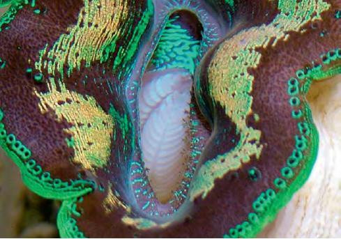 Xưa kia trai tai tượng chỉ dành riêng cho các bậc đế vương. Ảnh: diendancacanh.com