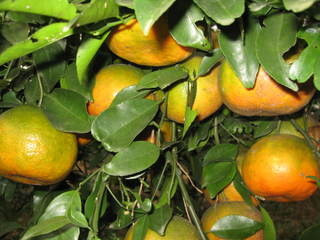 Trong tất cả hoa trái, cũng như bưởi Phúc Trạch (Hương Khê), cam bù Hương Sơn được xếp vào bậc vương giả. Vị trí ấy không chỉ ở màu sắc, hình dáng mà chủ yếu là chất lượng sản phẩm. Mọng nước, ngọt đậm đà, có tác dụng bổ dưỡng sức khoẻ. Chẳng thế mà ngày xưa cam bù là của ngon vật lạ tiến vua. Ảnh: internet