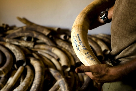 Ngà voi cũng là tặng vật quý giá mà cư dân hay quan chức dùng để tiến vua, biếu tặng các quan đại thần. Ảnh: xaluan.com