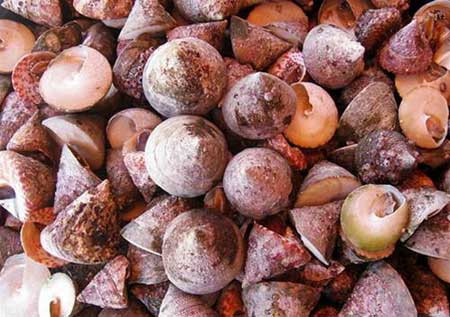 Ốc vú nàng từ xa xưa đã được xem là loài ốc quý, được dùng cung tiến vua. Thịt ốc ăn có vị ngọt, không dai mà rất giòn, không quá béo và có một mùi thơm rất đặc trưng. Ốc vú nàng sống ở vùng biển Côn Đảo, biển miền Trung như cù lao Chàm (Quảng Nam), cù lao Ré (Quảng Ngãi), đảo Lao Câu và đảo Phú Quý (Bình Thuận). Tại Côn Đảo, khu vực đầm Tre là nơi tập trung nhiều ốc vú nàng nhất. Ảnh: Tuổi trẻ.