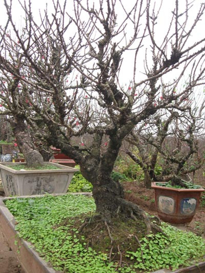 Giống đào Thất Thốn được người ta biết đến từ xa xưa là lễ vật tiến vua. Đã nổi tiếng từ lâu nhưng điều kỳ lạ là đến nay, cái tên Thất Thốn vẫn là một điều bí ẩn. Ảnh: Nguoiduatin