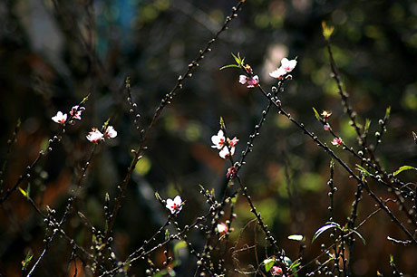 Những cánh đào khoe sắc giữa núi rừng Tây Bắc. Ảnh: VnExpress. Những cánh đào khoe sắc giữa núi rừng Tây Bắc. Ảnh: VnExpress.