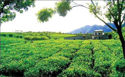 Đồi chè Mộc Châu xanh tươi trong nắng. Ảnh: báo Phụ nữ. Đồi chè Mộc Châu xanh tươi trong nắng. Ảnh: báo Phụ nữ.