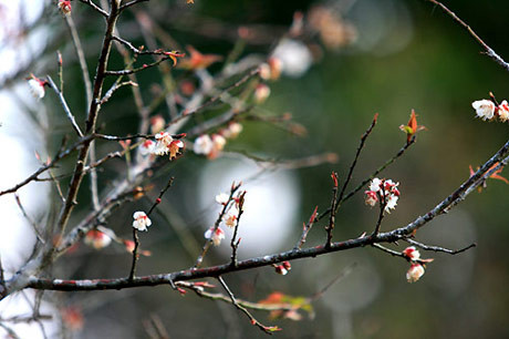 Lộc non bắt đầu đâm chồi. Ảnh: VnExpress. Lộc non bắt đầu đâm chồi. Ảnh: VnExpress.