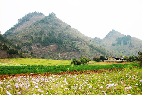 Hoa cúc dại trắng, hoa xuyến chi nở thành thảm xen lẫn cỏ xanh, tạo nên một thiên nhiên thơ mộng, lãng mạn đến nao lòng. Ảnh: Việt báo. Hoa cúc dại trắng, hoa xuyến chi nở thành thảm xen lẫn cỏ xanh, tạo nên một thiên nhiên thơ mộng, lãng mạn đến nao lòng. Ảnh: Việt báo.