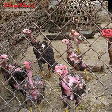 Đường Lâm (Sơn Tây) vốn đã nổi danh với tên gọi đất 2 vua, mảnh đất của đá ong với những ngôi nhà cổ thuần Việt. Những đặc sản làng quê nổi tiếng của xứ Đoài mây trắng cơm tám chợ Mía, tương bần Mông Phụ... cho đến ngày hôm nay vẫn giữ được hương vị truyền thống, nét riêng chỉ có ở mảnh đất này. Không chỉ vậy, Đường Lâm còn nổi tiếng với đặc sản gà Mía - gà tiến vua. Ảnh: Đất Việt. Đường Lâm (Sơn Tây) vốn đã nổi danh với tên gọi đất 2 vua, mảnh đất của đá ong với những ngôi nhà cổ thuần Việt. Những đặc sản làng quê nổi tiếng của xứ Đoài mây trắng cơm tám chợ Mía, tương bần Mông Phụ... cho đến ngày hôm nay vẫn giữ được hương vị truyền thống, nét riêng chỉ có ở mảnh đất này. Không chỉ vậy, Đường Lâm còn nổi tiếng với đặc sản gà Mía - gà tiến vua. Ảnh: Đất Việt.