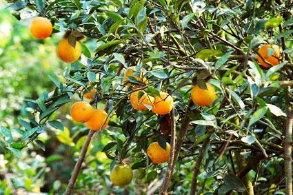 Cam Xã Đoài (Nghệ An) từng được cung tiến cho vua Bảo Đại. Ảnh: Việt Anh. Cam Xã Đoài (Nghệ An) từng được cung tiến cho vua Bảo Đại. Ảnh: Việt Anh.