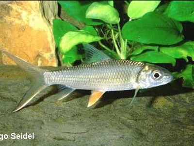 Một loài cá quý mà khi xưa dùng để tiến vua: cá trầm hương. Cá trầm hương chỉ duy nhất có ở khúc sông Quây Sơn, Lạng Sơn, nó ăn rong rêu và thứ rễ cây trầm hương đặc biệt của Trùng Khánh, thơm thảo "hàm hương" từ tên gọi đến da thịt. Ảnh: Một loài cá có tên khoa học là Cirrhinus sp giống tên của cá Trầm hương (Thể thao văn hóa). Một loài cá quý mà khi xưa dùng để tiến vua: cá trầm hương. Cá trầm hương chỉ duy nhất có ở khúc sông Quây Sơn, Lạng Sơn, nó ăn rong rêu và thứ rễ cây trầm hương đặc biệt của Trùng Khánh, thơm thảo "hàm hương" từ tên gọi đến da thịt. Ảnh: Một loài cá có tên khoa học là Cirrhinus sp giống tên của cá Trầm hương (Thể thao văn hóa).