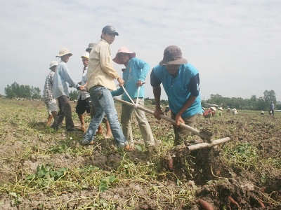 Thu hoạch khoai lang ở xã Tân Thành, huyện Bình Tân. Ảnh: Hoàng Trung. Thu hoạch khoai lang ở xã Tân Thành, huyện Bình Tân. Ảnh: Hoàng Trung.