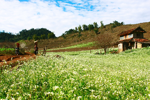 Hãy dành một ngày cuối năm, ghé chân qua Mộc Châu để được hòa mình với thiên nhiên. Ảnh: VnExpress.