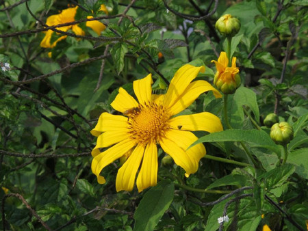 Dã quỳ vàng cũng là nét đặc trưng riêng của Mộc Châu. Ảnh: Lao động.