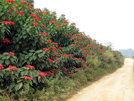 Dọc đường đi, bạn còn có cơ hội ngắm nhìn vẻ đẹp của hoa trạng nguyên đỏ. Ảnh: Lao động.