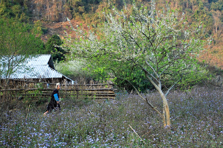 Khung cảnh mùa xuân đẹp như tranh vẽ. Ảnh: Phạm Quyên.