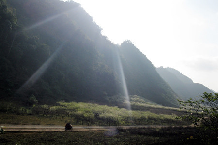 Hoa mận, hoa đào nở là tín hiệu báo hiệu mùa xuân đang về. Ảnh: Phạm Quyên.
