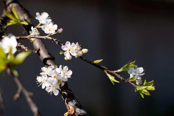 Nơi có nhiều hoa mận nhất ở Mộc Châu là trong khu vực rừng thông bản Áng và đường lên cửa khẩu Lóng Sập, cách trung tâm thị trấn Mộc Châu khoảng 30 km. Ảnh: Linh Phạm (Ngôi sao).