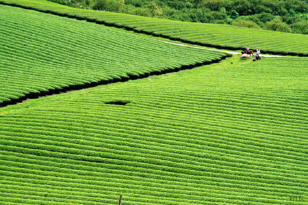 Chỉ cần đi dạo các đồi chè, ngồi thật lâu, đi thật sâu bạn sẽ thấy vẻ đẹp của các đồi chè Việt Nam cũng chẳng thua kém gì những đồi chè như ở Cameron Highland của Malaysia. Ảnh: Hoàng Hạc (Zing).