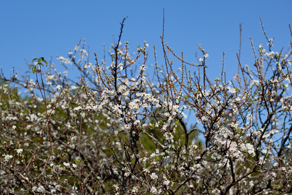 Hoa mận khi đã nở là đồng loạt bung hoa. Ảnh: Linh Phạm (Ngôi sao).
