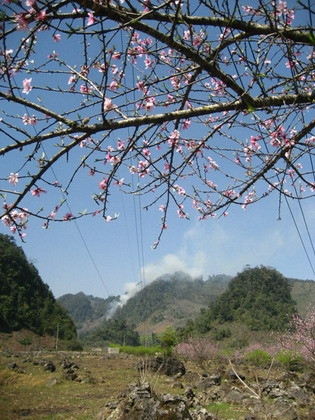Trong nắng ấm của mùa xuân, những vườn hoa đào đã bắt đầu bung nở và sau một đêm, cả bầu trời hoa trắng được thay bằng sắc đào thắm tươi. Ảnh: afamily.vn.