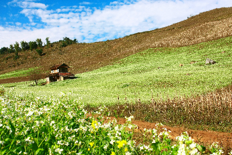 Nếu chọn đúng dịp, bạn còn có thể thưởng ngoạn vẻ đẹp Mộc Châu ngập tràn sắc trắng mùa hoa cải. Ảnh: VnExpress.