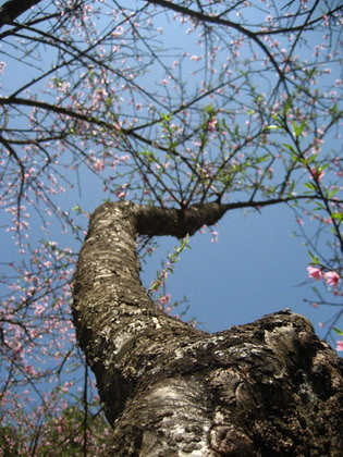 Không giống những lùm hoa thâm thấp, lúp xúp của hoa mận, những cây đào quả với thân mốc trắng, những cành vươn cao vút lên bầu trời cùng những cánh hoa đơn phơn phớt hồng. Ảnh: afamily.vn