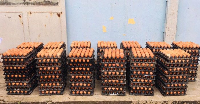 7200 quả trứng gà được Đại học Sao Đỏ mua hỗ trợ tiêu thụ cho người nuôi.