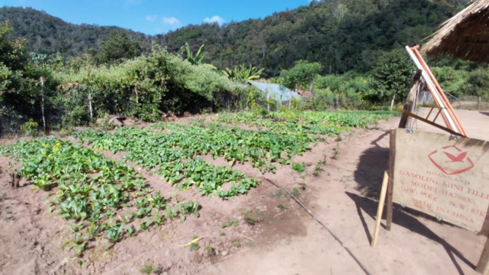 Vườn rau để cô trò cùng cải thiện.