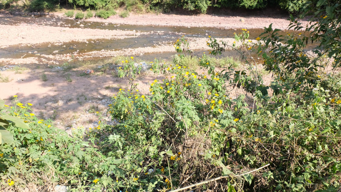 Con suối Nậm Ngà vào mùa khô hiền hòa, nhưng mùa mưa, chẳng biết khi nào nước dâng.