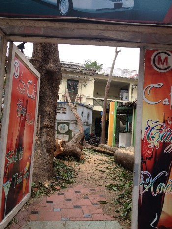 Ông Hải cho biết, nhiều cây xanh trong khu nhà trồng từ thời Pháp bị phía gia đình ông Hòa (nay là ông Long) đốn hạ.