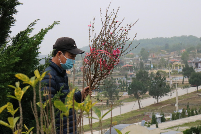 Những cành đào, cây quất... được các gia đình mang đến đặt tại các phần mộ của người thân. Ảnh: Đ.T