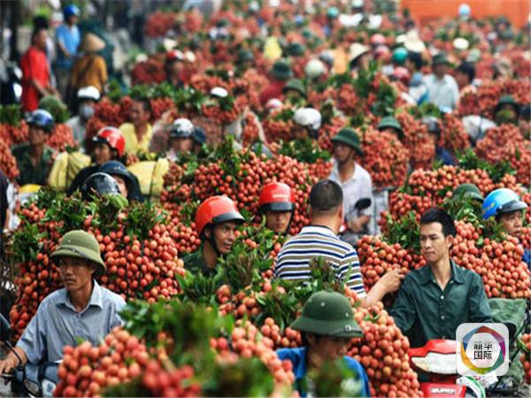 Một năm được mùa của vải thiều Việt Nam. Ảnh: Tân Hoa Xã. Một năm được mùa của vải thiều Việt Nam. Ảnh: Tân Hoa Xã.
