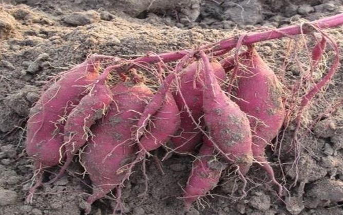 Việt Nam có thể học được gì từ chính sách nông nghiệp của Thái Lan? ảnh 6 Việt Nam có thể học được gì từ chính sách nông nghiệp của Thái Lan? ảnh 6
