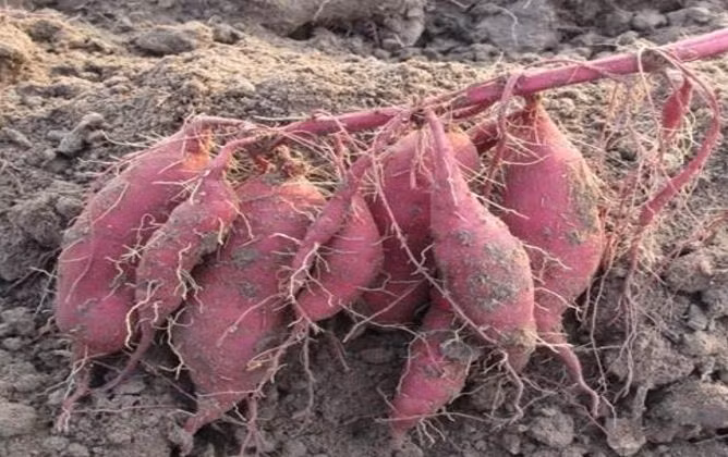 Việt Nam có thể học được gì từ chính sách nông nghiệp của Thái Lan? ảnh 6