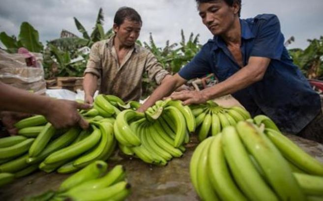 Nông dân Trung Quốc thuê đất ở nước ngoài làm nông nghiệp – có thể trong tương lai họ sẽ tham gia thực hiện chính sách “ngoại giao nhà đất” của Trung Quốc. Ảnh: Nikkei Asian Review. Nông dân Trung Quốc thuê đất ở nước ngoài làm nông nghiệp – có thể trong tương lai họ sẽ tham gia thực hiện chính sách “ngoại giao nhà đất” của Trung Quốc. Ảnh: Nikkei Asian Review.