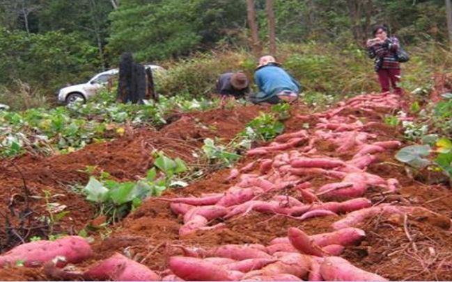 Người nông dân trồng khoai lang sẽ có lợi hơn khi tham gia vào hiệp hội. Ảnh: tienphong.vn. Người nông dân trồng khoai lang sẽ có lợi hơn khi tham gia vào hiệp hội. Ảnh: tienphong.vn.