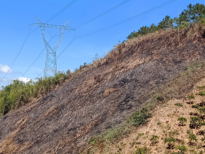 Bì thực vật trong và ngoài gần hành lang tuyến đường dây được xử lý. Ảnh: npt.com.vn Bì thực vật trong và ngoài gần hành lang tuyến đường dây được xử lý. Ảnh: npt.com.vn