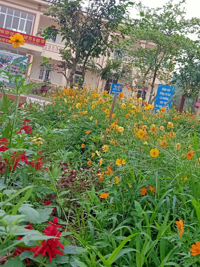 Khung cảnh trường học với nhiều cây và hoa được giáo viên và học sinh chung tay góp sức. Ảnh: N.T Khung cảnh trường học với nhiều cây và hoa được giáo viên và học sinh chung tay góp sức. Ảnh: N.T